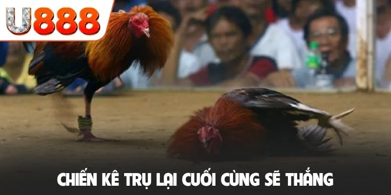 Chiến kê trụ lại cuối cùng sẽ thắng