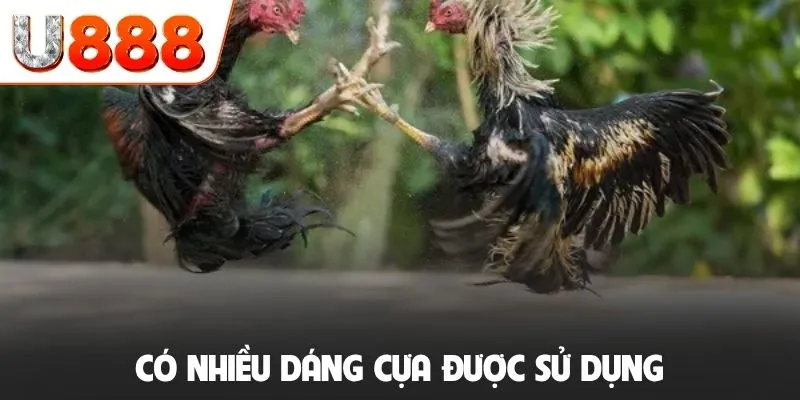 Có nhiều dáng cựa được sử dụng