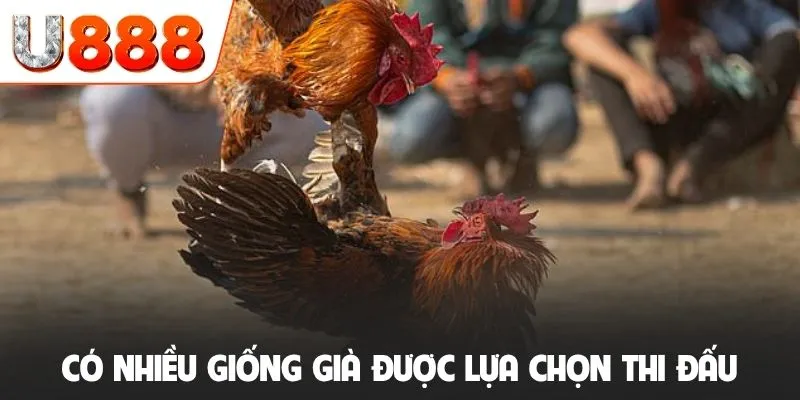 Có nhiều giống già được lựa chọn thi đấu