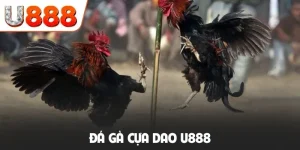 Đá gà cựa dao U888
