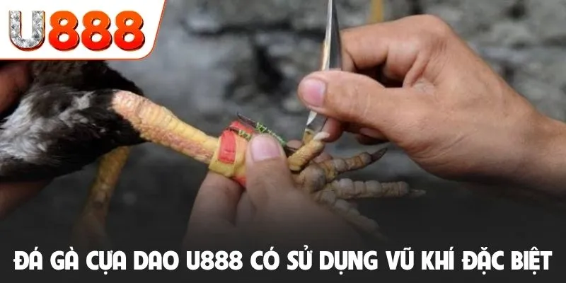 Đá gà cựa dao U888 có sử dụng vũ khí đặc biệt