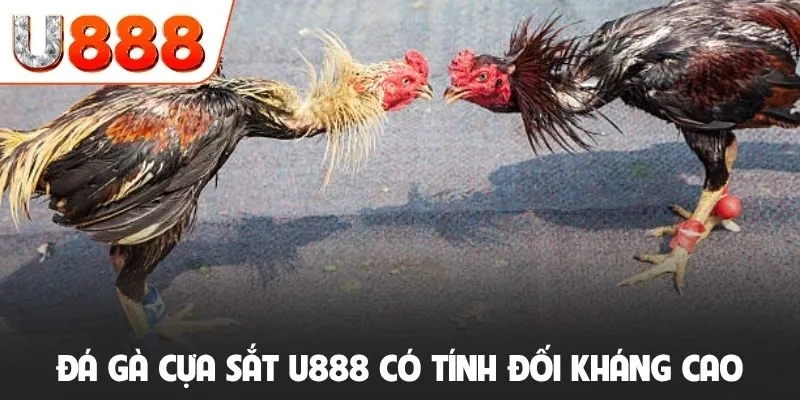Đá gà cựa sắt U888 có tính đối kháng cao