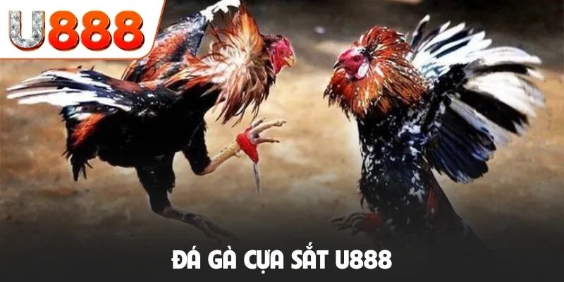 Đá gà cựa sắt U888