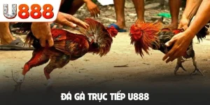 Đá gà trực tiếp U888