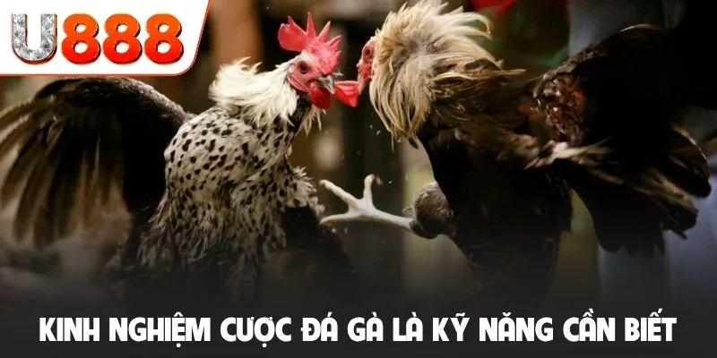 Kinh nghiệm cược đá gà là kỹ năng cần biết