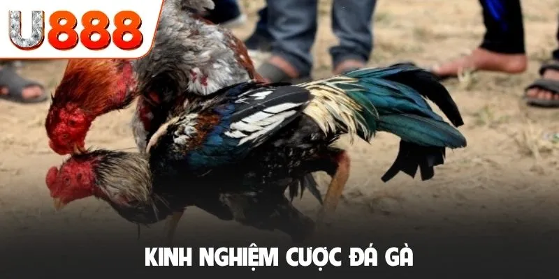 8 Kinh Nghiệm Cược Đá Gà Càn Quét Mọi Trường Đấu Đỉnh Cao 9 Kinh nghiệm cược đá gà