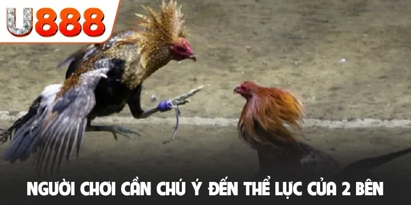Người chơi cần chú ý đến thể lực của 2 bên